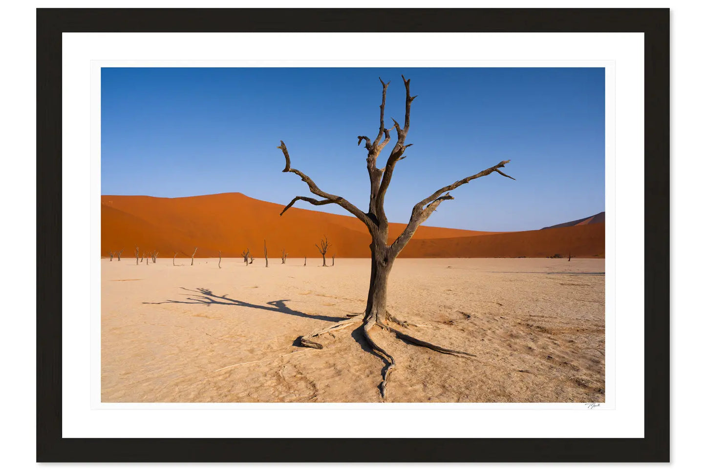 Dead Vlei - Tommy Joyce