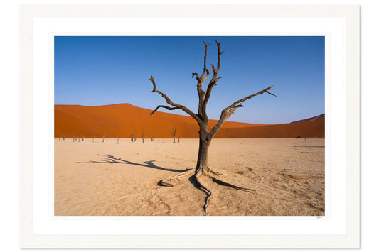 Dead Vlei - Tommy Joyce