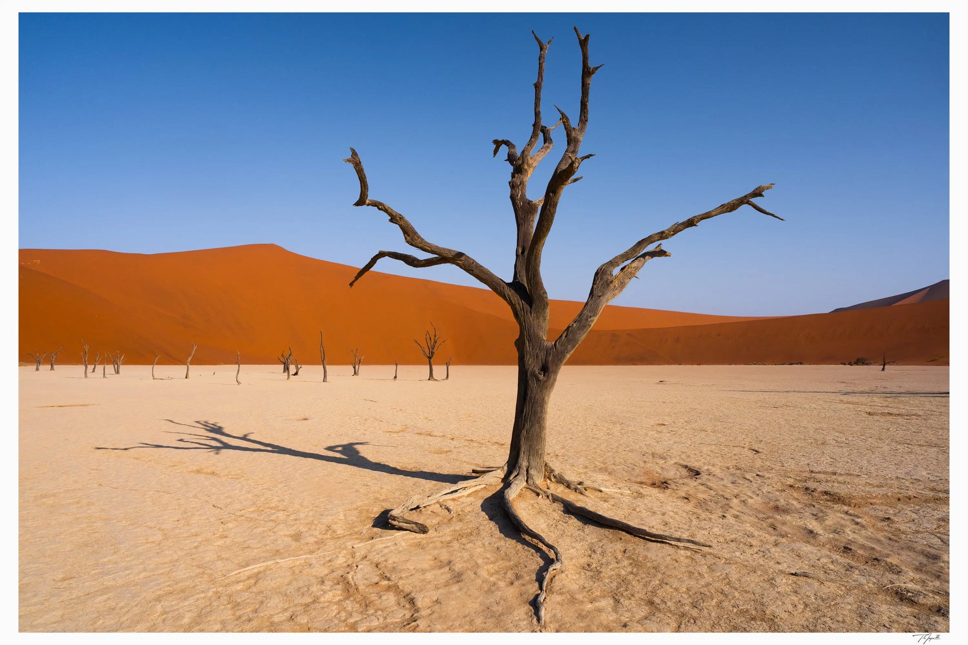 Dead Vlei - Tommy Joyce