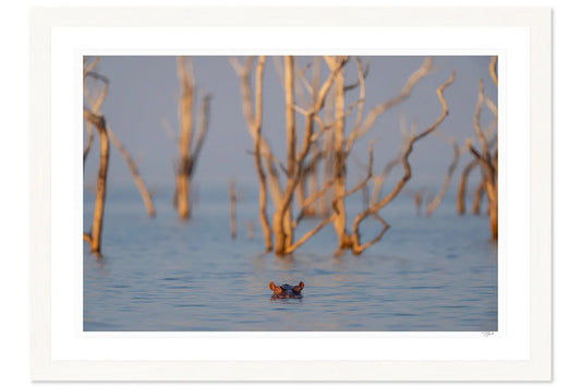 Hippo Hiding - Tommy Joyce