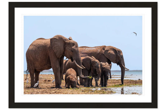 Grazing Family - Tommy Joyce