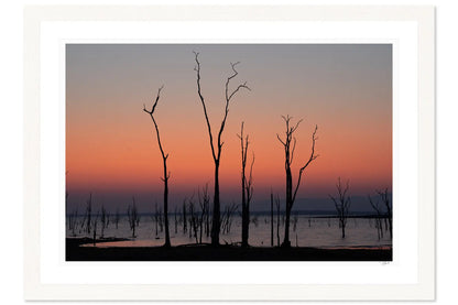 Kariba Trees - Tommy Joyce