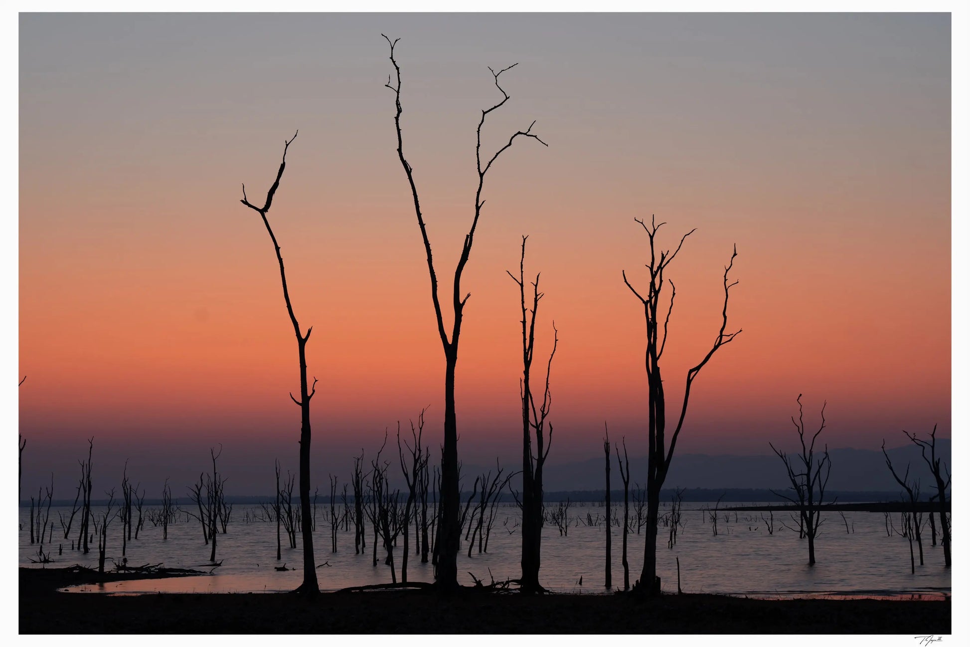 Kariba Trees - Tommy Joyce