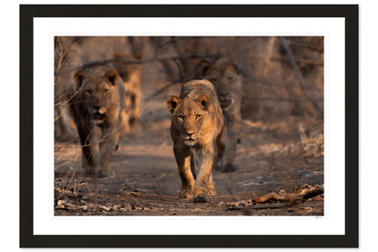 Lioness Patrol