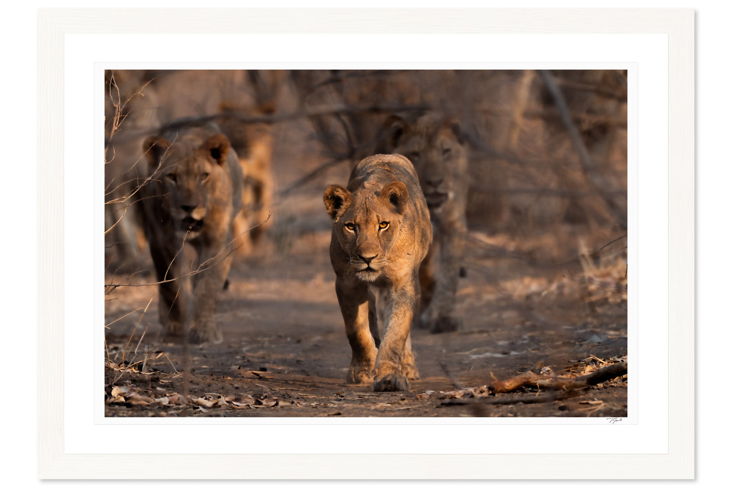 Lioness Patrol