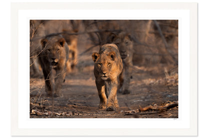 Lioness Patrol