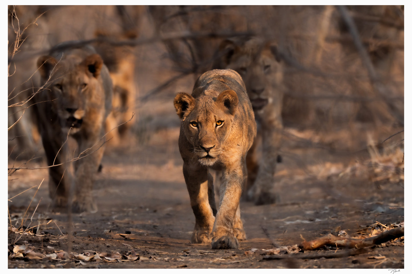 Lioness Patrol