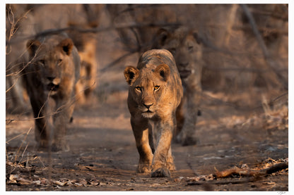 Lioness Patrol