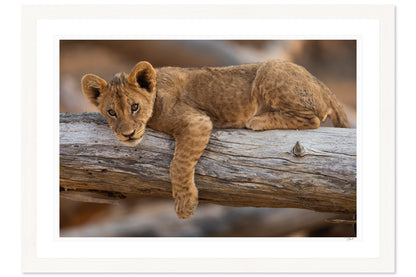 Lion Prince