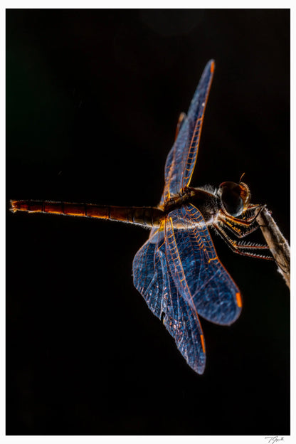 Blue Dragonfly - Tommy Joyce