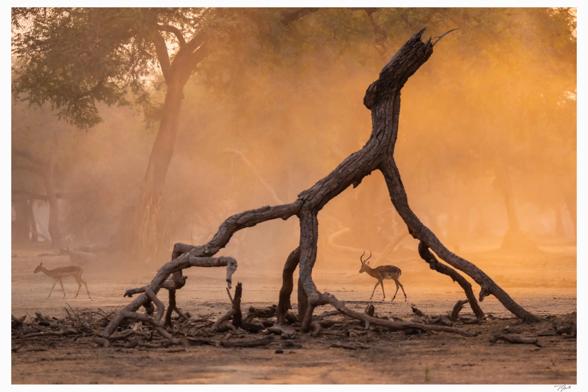 Impala Trees - Tommy Joyce