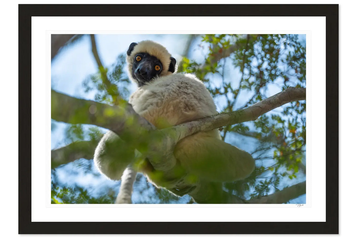 Curious Lemur - Tommy Joyce