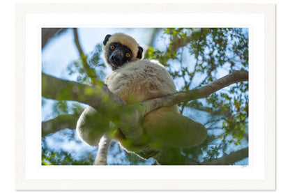 Curious Lemur - Tommy Joyce