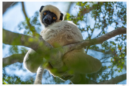 Curious Lemur - Tommy Joyce