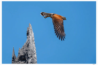 Kestrel Tsingy - Tommy Joyce