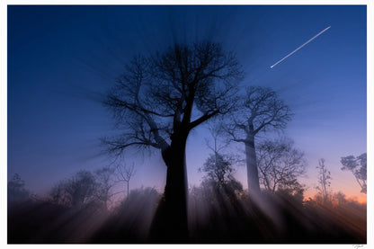 Baobab Stars - Tommy Joyce