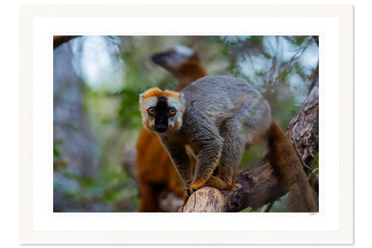 Golden Crown Lemur - Tommy Joyce