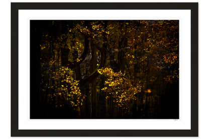 Ember Leaves