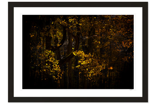 Ember Leaves