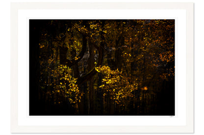 Ember Leaves