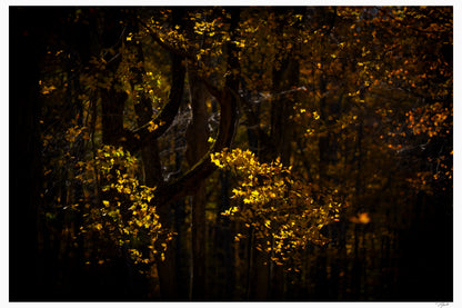 Ember Leaves