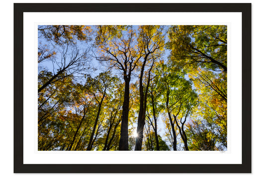 Forest Lightshow