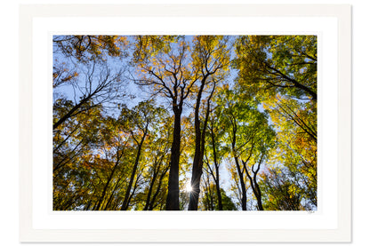 Forest Lightshow