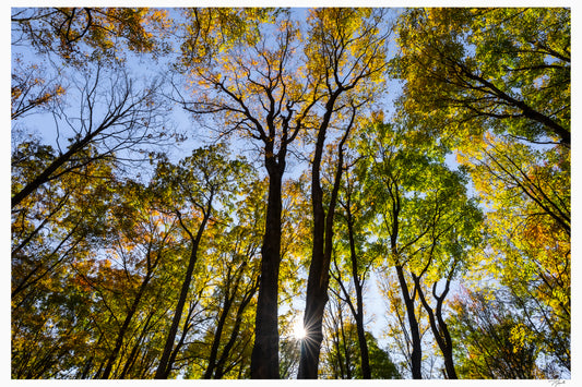 Forest Lightshow