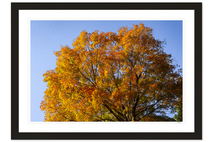 Crown of October
