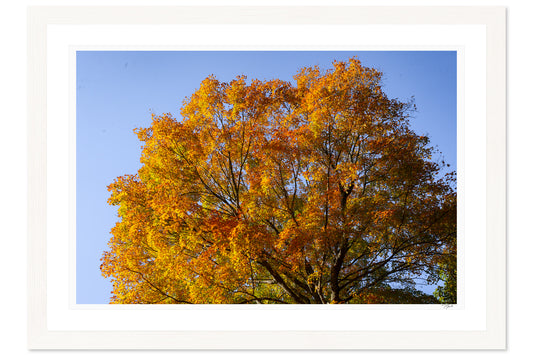 Crown of October