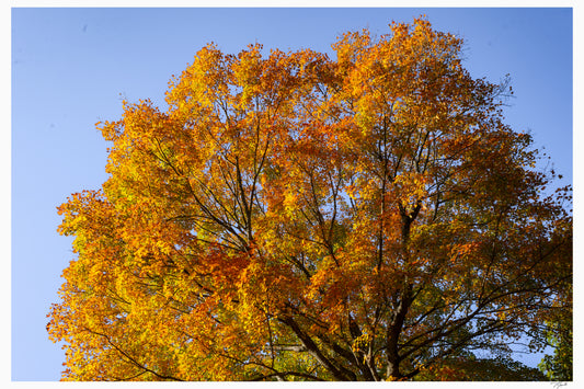 Crown of October