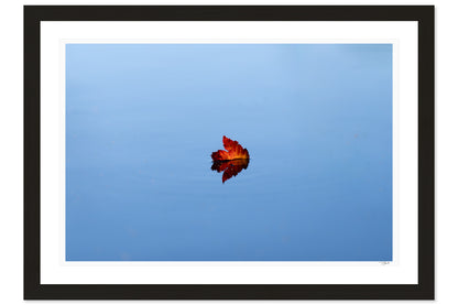 Floating Leaf
