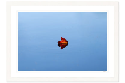 Floating Leaf