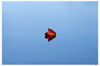 Floating Leaf