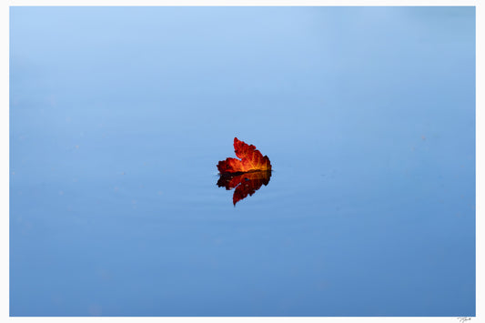 Floating Leaf
