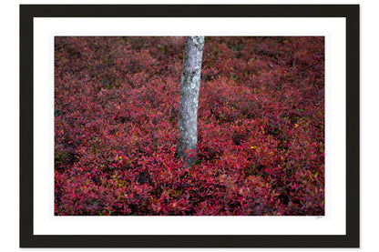 Blueberry Bushes