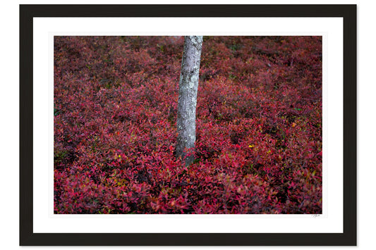 Blueberry Bushes