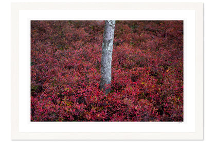 Blueberry Bushes