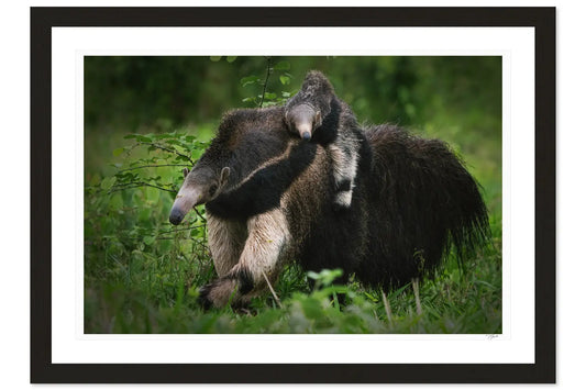 Anteater Love - Tommy Joyce