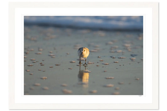 Sanderling Scurry - Tommy Joyce