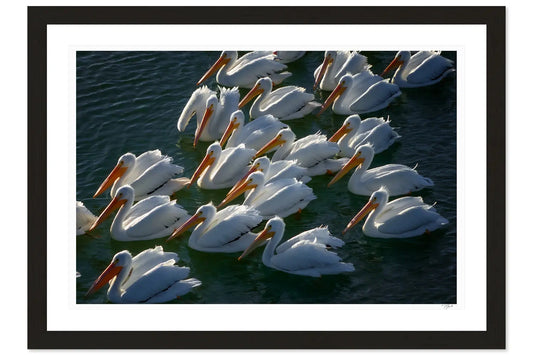 Pelican Party - Tommy Joyce
