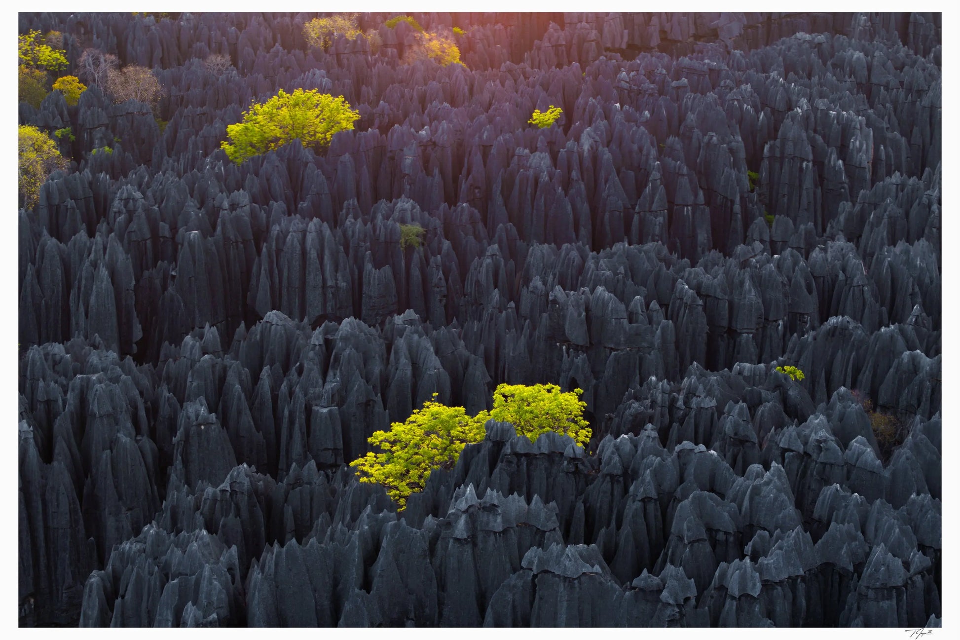 Tsingy Trees - Tommy Joyce