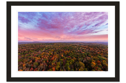 Fall Canopy