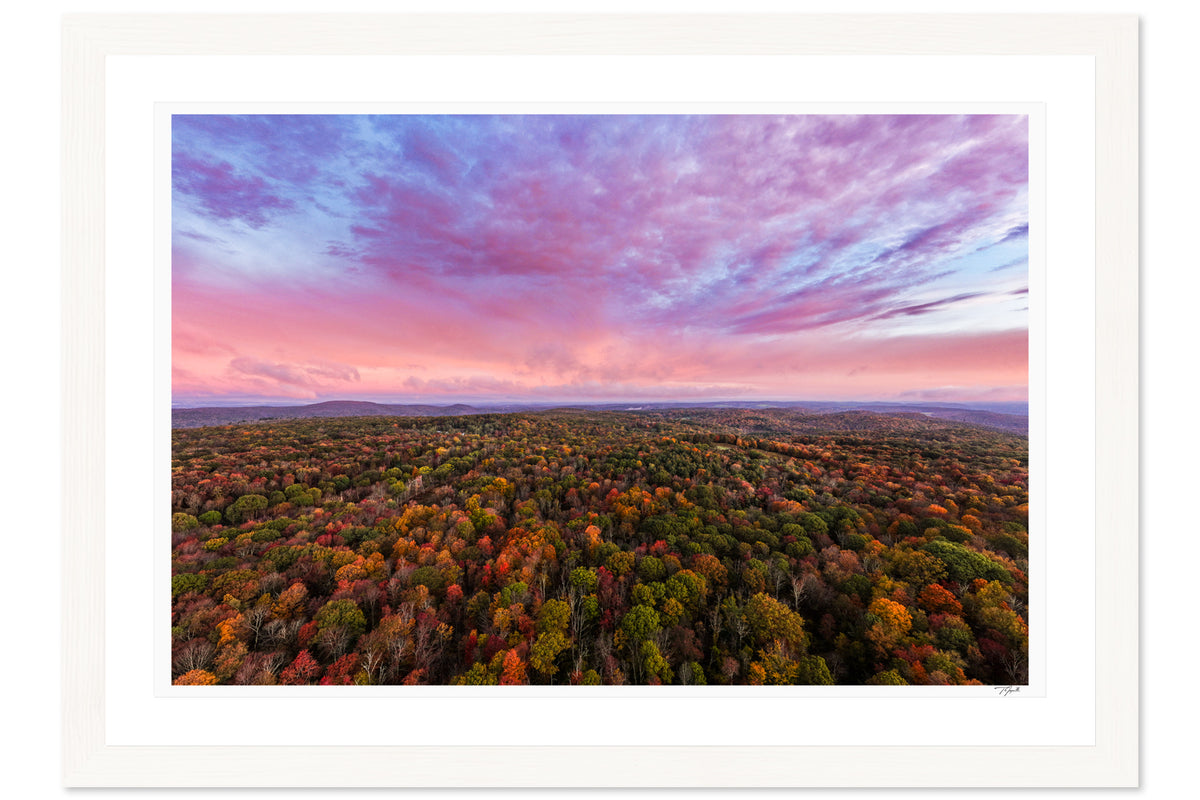 Fall Canopy