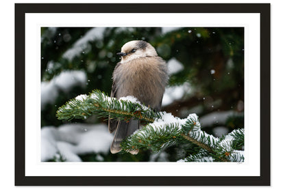 Snowy Gray Jay