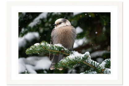 Snowy Gray Jay