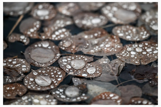 Leaf Droplets - Tommy Joyce